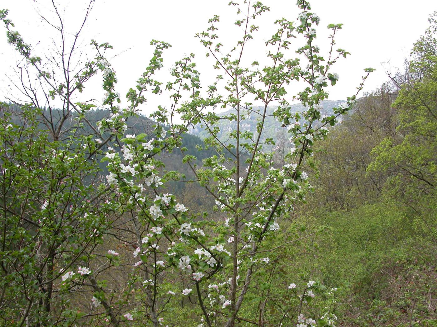 Apple, Domestic plant